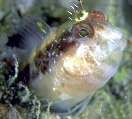 Parablennius rouxi_457